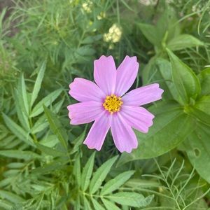 Meet your Posher, Evie